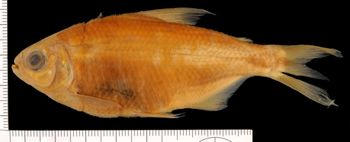 Media type: image;   Ichthyology 32152 Aspect: lateral